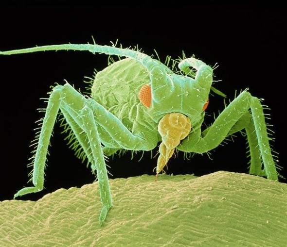 显微镜下的蚜虫图片