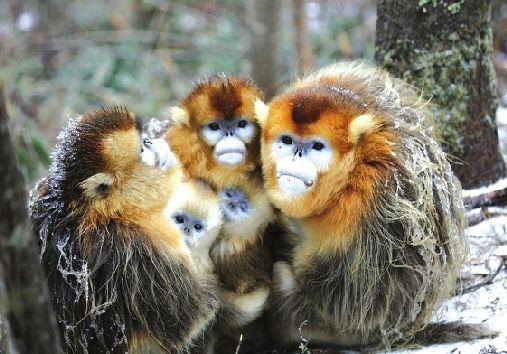 昨日上午,相拥抱团取暖的金丝猴. 本报记者 田振龙 通讯员 罗永斌 摄