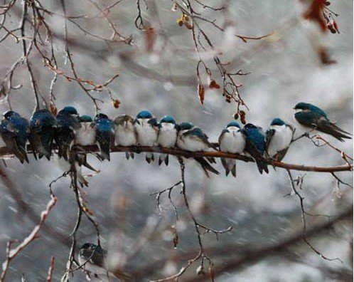 摄影师展现冬日温存:24只燕子挤成一排取暖