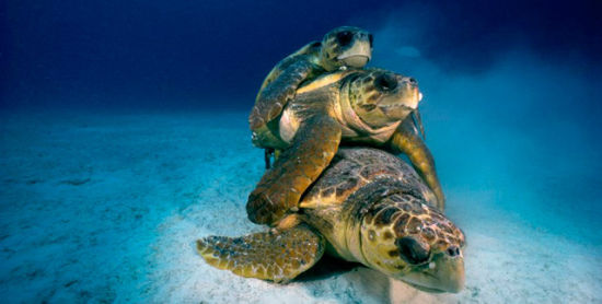 隐秘世界:佛罗里达基拉戈岛,国家海洋保护区,叠罗汉的蠵龟在交配.