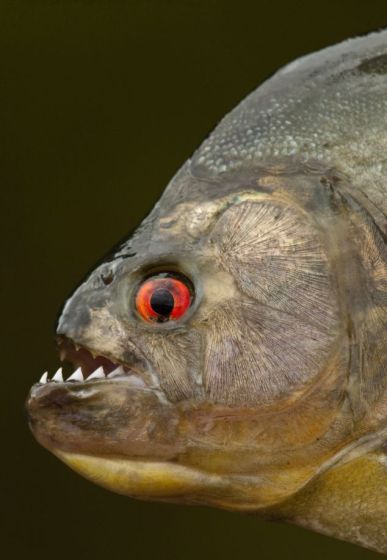 巴西钻黑食人鱼图片