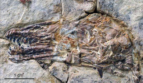 中国发现古老鸟类化石长满锋利牙齿图