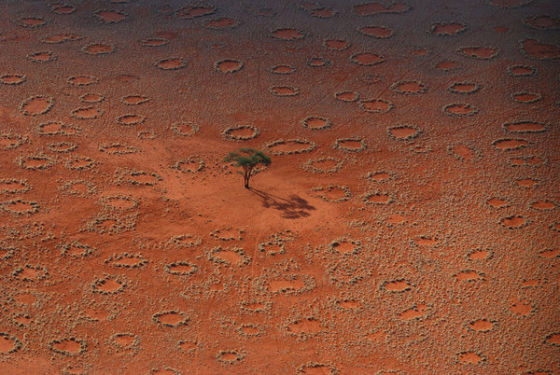 嘘!白蚁在建沙漠精灵怪圈 每个圈都像一个贮水池