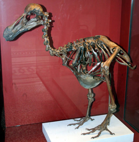 英拍卖500年历史渡渡鸟化石 总值约29万人民币
