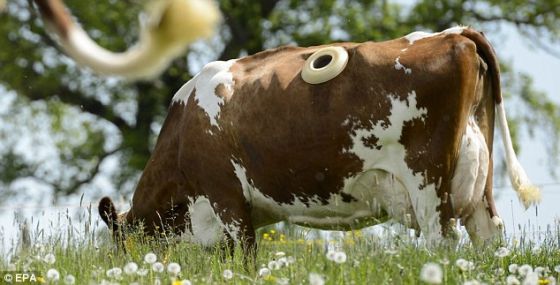 瑞士给牛开"舷窗"观察消化情况被批残忍|消化情况|瘘管奶牛_科学探索