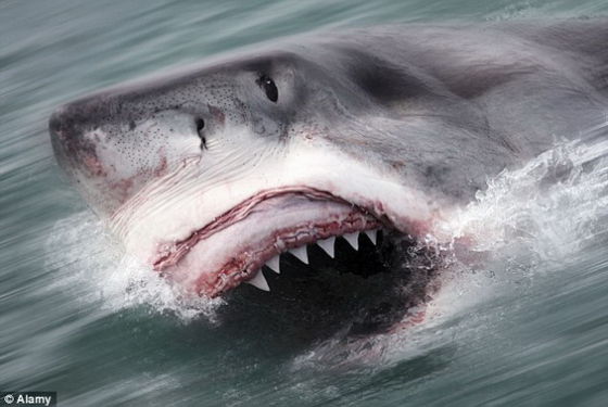 英国水域惊现4米长巨型鲨鱼品种尚不明图