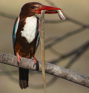 白腹翠鸟俯冲捕蛇彪悍享美餐