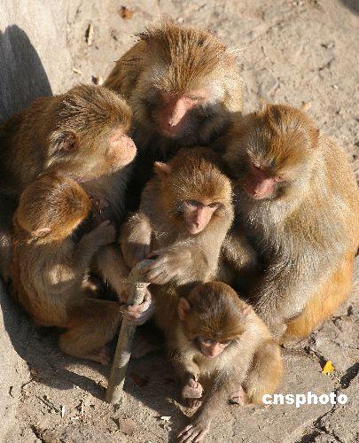 南京氣溫驟降 動物抱團取暖(組圖)