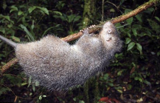 考察时发现了数十种新的野生动物,其中包括体型与猫一般大小的老鼠,和