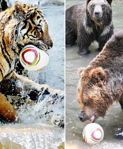 韓動物園熊與老虎水中踢足球世界盃圖