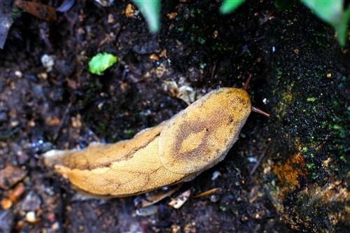 这种鼻涕虫比人的大拇指还粗!