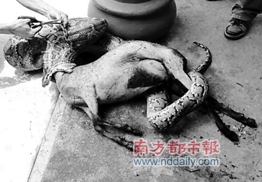 石鼓洲康复院发现蟒蛇吐出吞噬的小羊尸体.石鼓洲康复院供图