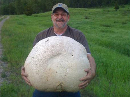 世界最大的蘑菇图片