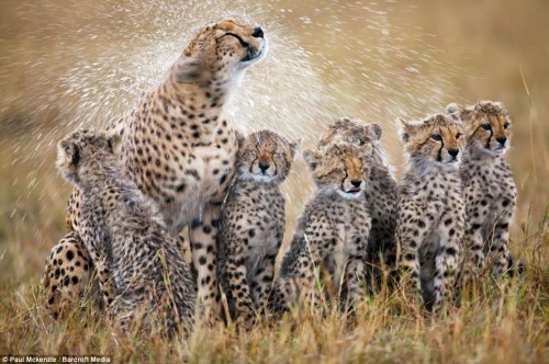 母豹用力摇晃身体甩掉雨水,小豹们闭上双眼