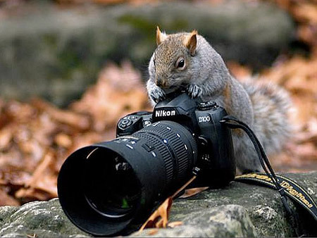 谁动了我的镜头 动物与相机的爆笑故事(3)