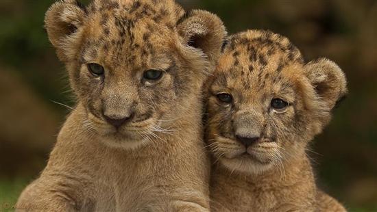 动物世界美图赏 拍摄那些年幼的猛兽