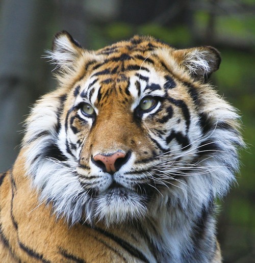 长焦镜头样片如果没有长焦镜头的帮助,同样无法拍下这如此雄壮的老虎