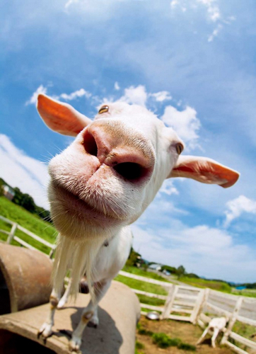 拍动物一般情况下16mm的鱼眼镜头已经能呈现出非常理想的畸变效果,而