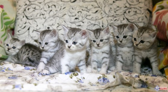 猫咪最可爱的莫过于小猫的阶段,真的是萌死人不偿命.