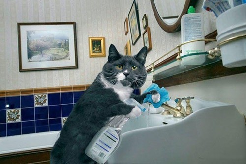 贤惠的猫管家看猫咪如何帮主人做家务