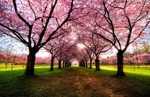 世界各地最美丽的树高清风景摄影图赏