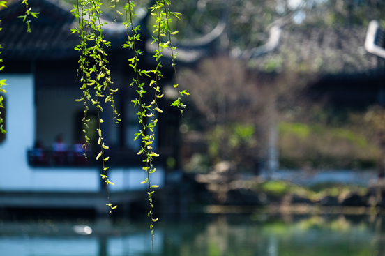 杨柳青青 樱花粉嫩