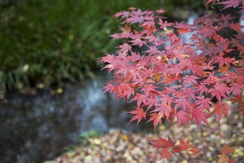 最强无反标准镜头 索尼fe 55mm f1.8评测(8)