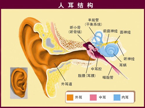 大家都知道我们的耳朵由外耳,中耳,内耳三部分构成,人耳结构图 外