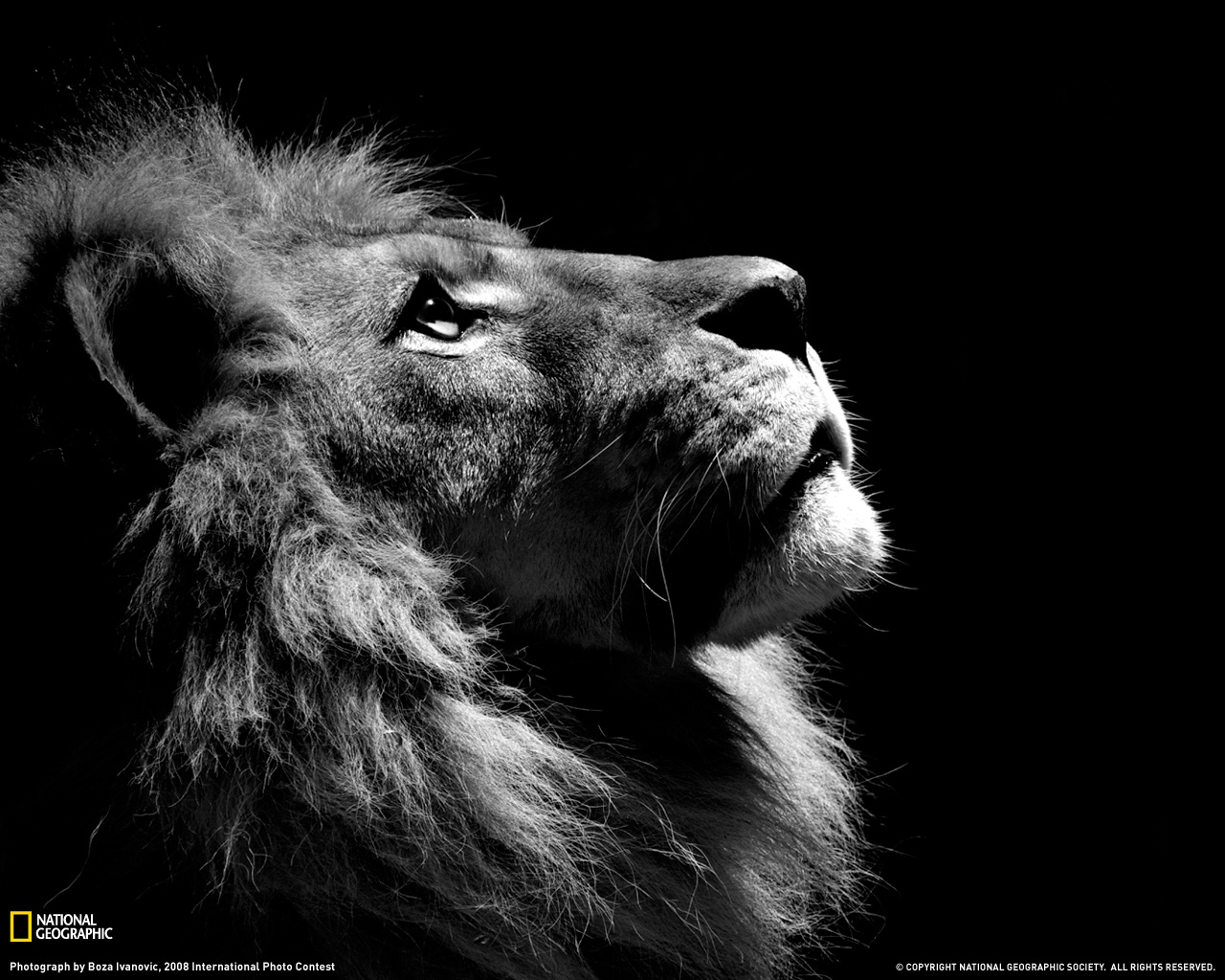 (点此查看大图)狮子的侧面像动物园中一头狮子的侧面像.