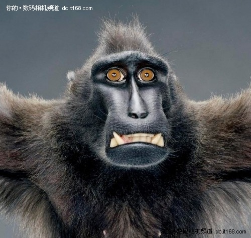 闪光灯下二十个瞬间猴子表情组图4