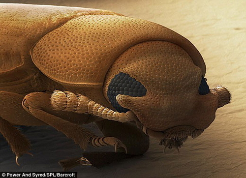 胆小慎入显微镜实拍恐怖害虫真实面目