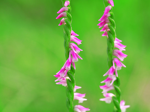 绿色桌面 保护眼睛的壁纸集1024x768