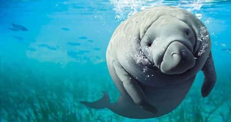 《新知客》:史德拉海牛