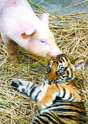 这只可怜的小老虎被妈妈抛弃,现在正由这只母猪"抚