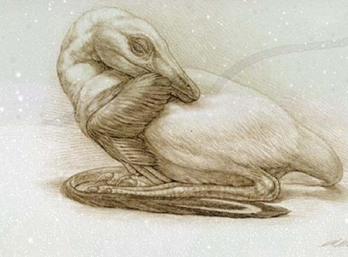 1996年发现的中华龙鸟化石显示,这种长着原始羽毛的动物并不属于鸟类