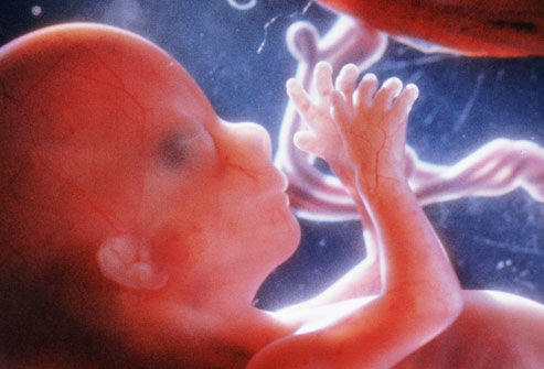 怀孕42天胎儿图片多大图片