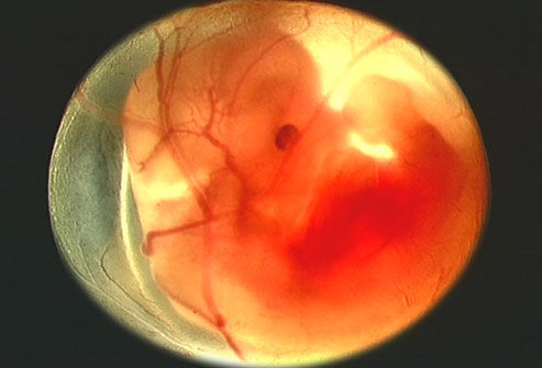 怀孕各月中胎儿发育全过程组图