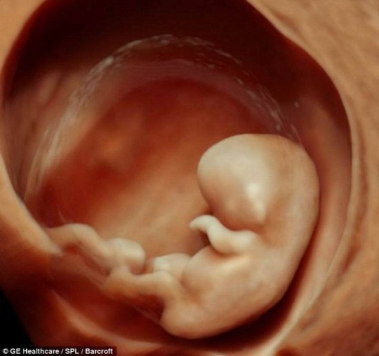 怀孕七个月胎儿图图片
