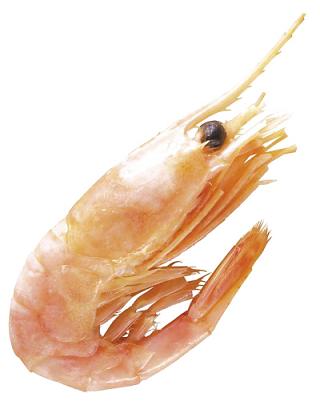 买北极虾别挑太红的图