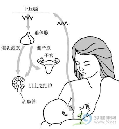 新生儿乳房上白色米粒图片
