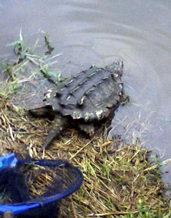 英国渔民捕到罕见美国鳄龟(组图)