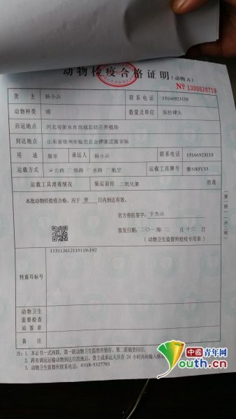 山东德州金锣被曝疑似流入病猪:检疫证明随便开