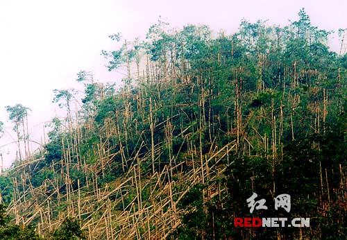 冰災重創多年建設 湖南林業面臨嚴峻形勢(組圖)