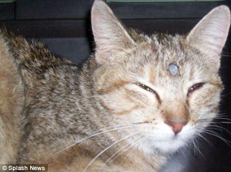 美国发现"猫坚强" 长钉插穿头骨大难不死