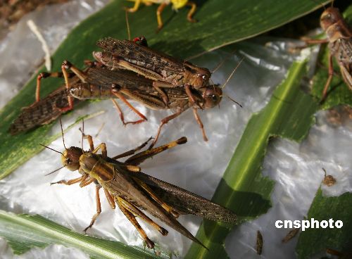 中新社發 陳紅雨 攝版權聲明:凡標註有