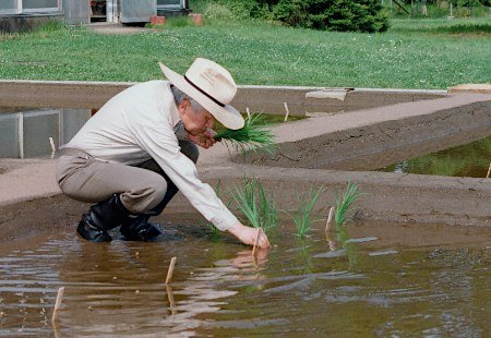 76岁日本天皇当农民下田插秧 日媒直呼难得