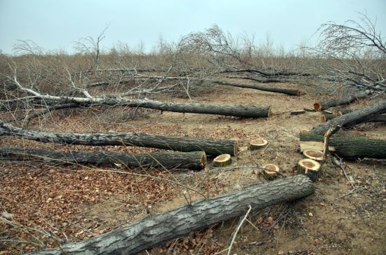 黑龙江两市因毁林开垦 被国家林业局约谈
