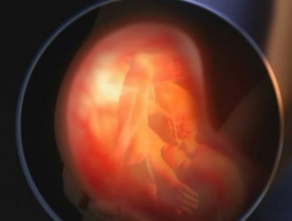 怀孕第40周胎儿图