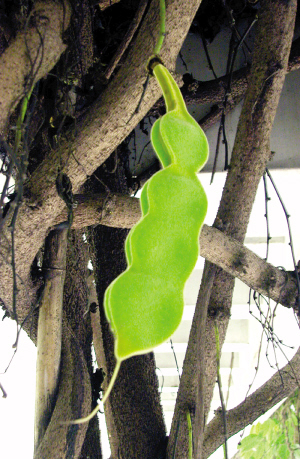 梁启超故居禾雀花结籽