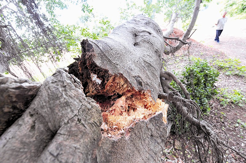 海沧温厝马垅社:受伤的树